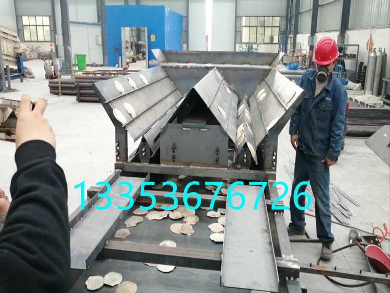 扇貝排序篩-扇貝排序直線篩廠家-可大小分級(jí)正反分類(lèi)2